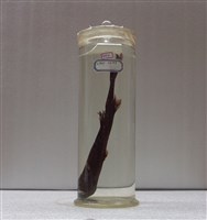 藏品(模拉里烏鯊)的圖片